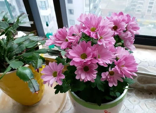 未來2個月新買的花要靜養，牢記3點，個個都能養成精品